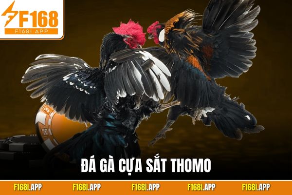 Đá Gà Cựa Sắt Thomo